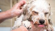 Méfiez-vous des épillets pour votre animal de compagnie Méfiez-vous des épillets pour votre animal de compagnie