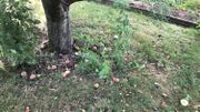 Beaucoup de fruits sont déjà tombés, une partie peut encore être valorisée. Beaucoup de fruits sont déjà tombés, une partie peut encore être valorisée.