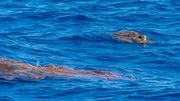 La deuxième tortue se laisse deviner sous le filet de pêche si on pose un regard attentif La deuxième tortue se laisse deviner sous le filet de pêche si on pose un regard attentif