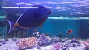 Chaleur et aquariums ne font pas bon ménage Chaleur et aquariums ne font pas bon ménage