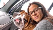 Point commun entre Camille Laus et Lewis Hamilton (outre le fait qu'ils vont tous les deux très vite sur un tour de piste!)? La race de leur chien… un bouledogue anglais! Point commun entre Camille Laus et Lewis Hamilton (outre le fait qu'ils vont tous les deux très vite sur un tour de piste!)? La race de leur chien… un bouledogue anglais!
