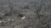 De violents incendies ravagent l'Amazonie De violents incendies ravagent l'Amazonie