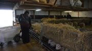 Belgodyssée : le quatrième duo vous fait découvrir les élevages urbains de moutons Belgodyssée : le quatrième duo vous fait découvrir les élevages urbains de moutons