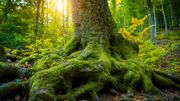 Les bains de forêt pour se reconnecter à SOI Les bains de forêt pour se reconnecter à SOI