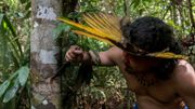 Coronavirus Brésil : chez des indigènes d'Amazonie, des plantes contre le virus. Coronavirus Brésil : chez des indigènes d'Amazonie, des plantes contre le virus.