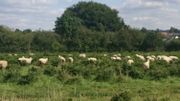 Le pâturage de moutons dans des cultures de sapins de Noël, une initiative inédite et écologique Le pâturage de moutons dans des cultures de sapins de Noël, une initiative inédite et écologique