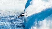 L’association internationale des voyagistes antarctiques a édicté une série de règles strictes en accord avec le traité Antarctique pour réduire l’impact des visiteurs. L’association internationale des voyagistes antarctiques a édicté une série de règles strictes en accord avec le traité Antarctique pour réduire l’impact des visiteurs.