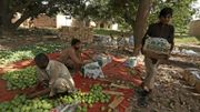 Les mangues sont mises dans des cageots, dans une ferme à Multan, au Pakistan. Les mangues sont mises dans des cageots, dans une ferme à Multan, au Pakistan.