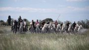 Découverte de la Camargue ce samedi sur Vivacité ! Découverte de la Camargue ce samedi sur Vivacité !