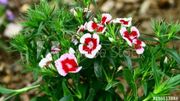Découvrez les plantes bisanuelles ! Découvrez les plantes bisanuelles !