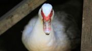 Plus de 180 canards sont morts à la suite de l'action d'Animal Resistance, selon le producteur de foie gras Plus de 180 canards sont morts à la suite de l'action d'Animal Resistance, selon le producteur de foie gras