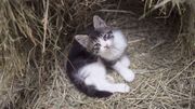 Petit chat abandonné Petit chat abandonné