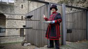 God save the birds : avec le "maître des corbeaux" de la Tour de Londres God save the birds : avec le "maître des corbeaux" de la Tour de Londres