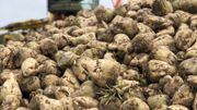 La campagne de récolte bat son plein malgré les conditions climatiques difficiles La campagne de récolte bat son plein malgré les conditions climatiques difficiles
