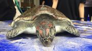 Une tortue verte protégée, nouvelle victime du plastique: "La mer est une poubelle, et c'est ça qui l'a tuée" Une tortue verte protégée, nouvelle victime du plastique: "La mer est une poubelle, et c'est ça qui l'a tuée"