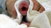 Taïwan : un panda géant offert par la Chine donne naissance à un deuxième bébé Taïwan : un panda géant offert par la Chine donne naissance à un deuxième bébé