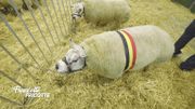 Immersion dans le concours national de beauté pour moutons au Salon de l'agriculture Immersion dans le concours national de beauté pour moutons au Salon de l'agriculture