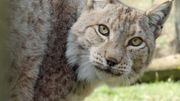 Une nouvelle saison pour "H.A.N. : Hommes Animaux Nature" ! Une nouvelle saison pour "H.A.N. : Hommes Animaux Nature" !