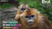 Ce petit singe hors du commun est gravement menacé Ce petit singe hors du commun est gravement menacé