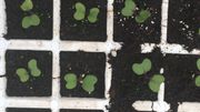 Le Printemps Grandeur Nature à la découverte d'une ferme spécialisée en permaculture en province de Liège ! Le Printemps Grandeur Nature à la découverte d'une ferme spécialisée en permaculture en province de Liège !