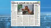 Attention au risque de surmortalité des poules à cause de la Canicule Attention au risque de surmortalité des poules à cause de la Canicule