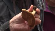 Beau temps… pour les champignons Beau temps… pour les champignons