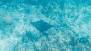 Le Belize, un spectacle sous-marin inoubliable. Le Belize, un spectacle sous-marin inoubliable.
