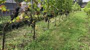 Les vendanges 2017 s'annoncent "excellentes". A bon entendeur... Les vendanges 2017 s'annoncent "excellentes". A bon entendeur...