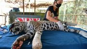 Amanaci, une femelle jaguar brûlée lors des incendies au Pantanal brésilien, est soignée à l'Institut Nex, le 13 octobre 2020, à Corumba de Goias. Amanaci, une femelle jaguar brûlée lors des incendies au Pantanal brésilien, est soignée à l'Institut Nex, le 13 octobre 2020, à Corumba de Goias.