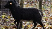 La flemme de sortir la tondeuse...Et si les moutons s'en chargeaient? La flemme de sortir la tondeuse...Et si les moutons s'en chargeaient?