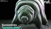 Il est indestructible et ne craint pas les radiations cosmiques… Qu'est-ce qu'un "ourson d'eau" ? Il est indestructible et ne craint pas les radiations cosmiques… Qu'est-ce qu'un "ourson d'eau" ?