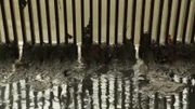 A la station d'épuration, des bouchons de cotons-tiges A la station d'épuration, des bouchons de cotons-tiges