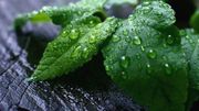 Pourquoi la menthe rafraîchit ? Pourquoi la menthe rafraîchit ?