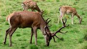 De la mi-septembre à la mi-octobre, écoutez le brame du cerf De la mi-septembre à la mi-octobre, écoutez le brame du cerf