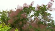 Zoom sur le Cotinus coggygria 'Flame' ou l'arbre à perruques Zoom sur le Cotinus coggygria 'Flame' ou l'arbre à perruques