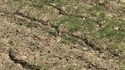 Rapidement après la fin de l'arrosage, le terrain redevient déjà très sec. En témoignent ces fissures dans le sol. Rapidement après la fin de l'arrosage, le terrain redevient déjà très sec. En témoignent ces fissures dans le sol.