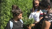 Idée d'été : Le labyrinthe dans le chanvre à Daussois Idée d'été : Le labyrinthe dans le chanvre à Daussois