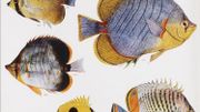 Des milliers d'illustrations botaniques et animales disponibles en un clic