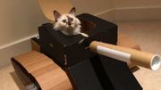 Nouveau challenge internet : construire un tank en carton pour son chat Nouveau challenge internet : construire un tank en carton pour son chat