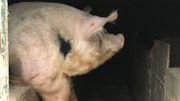 Porc wallon : une autre vie pour les cochons ? Porc wallon : une autre vie pour les cochons ?