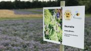 Des champs de fleurs comme alternative aux cultures traditionnelles, pour ramener de la vie dans nos campagnes Des champs de fleurs comme alternative aux cultures traditionnelles, pour ramener de la vie dans nos campagnes
