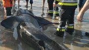 Le requin pèlerin échoué à La Panne n'a pas survécu Le requin pèlerin échoué à La Panne n'a pas survécu