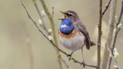 Des oiseaux en ville : un guide pour reconnaître les oiseaux et leurs chants pendant le confinement Des oiseaux en ville : un guide pour reconnaître les oiseaux et leurs chants pendant le confinement
