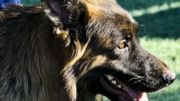 Des chiens renifleurs pour détecter le Covid : la défense y songe Des chiens renifleurs pour détecter le Covid : la défense y songe