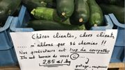 Surproduction de courgettes: les producteurs liégeois lancent un appel aux clients Surproduction de courgettes: les producteurs liégeois lancent un appel aux clients
