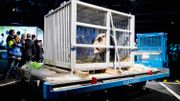 Pays-Bas: engouement pour deux pandas géants venus de Chine Pays-Bas: engouement pour deux pandas géants venus de Chine
