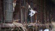 Corée du Sud: tuer les chiens pour leur viande est illégal, selon un tribunal Corée du Sud: tuer les chiens pour leur viande est illégal, selon un tribunal