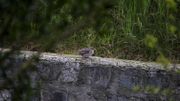 Chaleur: laissez une assiette remplie d'eau pour les oiseaux Chaleur: laissez une assiette remplie d'eau pour les oiseaux