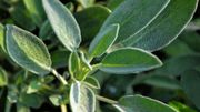 Les plantes Feng Shui qui favorisent les bonnes énergies à la maison Les plantes Feng Shui qui favorisent les bonnes énergies à la maison