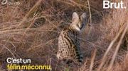 Le serval, un petit félin pas comme les autres Le serval, un petit félin pas comme les autres